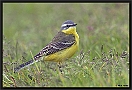 Gele Kwikstaart, Blue-headed Wagtail, Motacilla flava Location: Ommen, the Netherlands gele kwikstaart DSC 0036-01 kopie